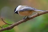 Chickadee On A Branch_52023